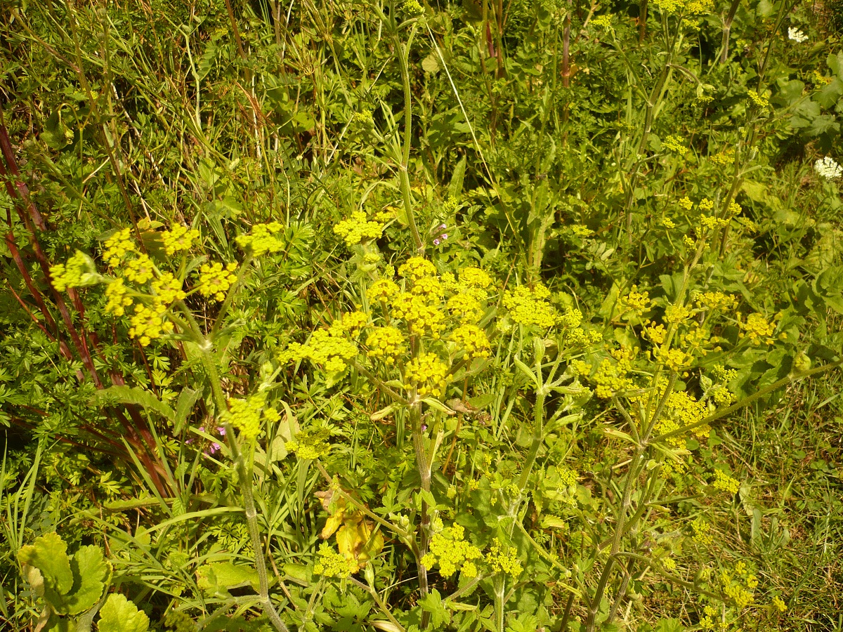 Pastinaca sativa subsp. sativa var. arvensis (Apiaceae)